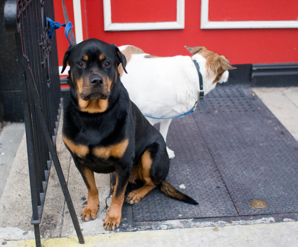 Rottie and Friend